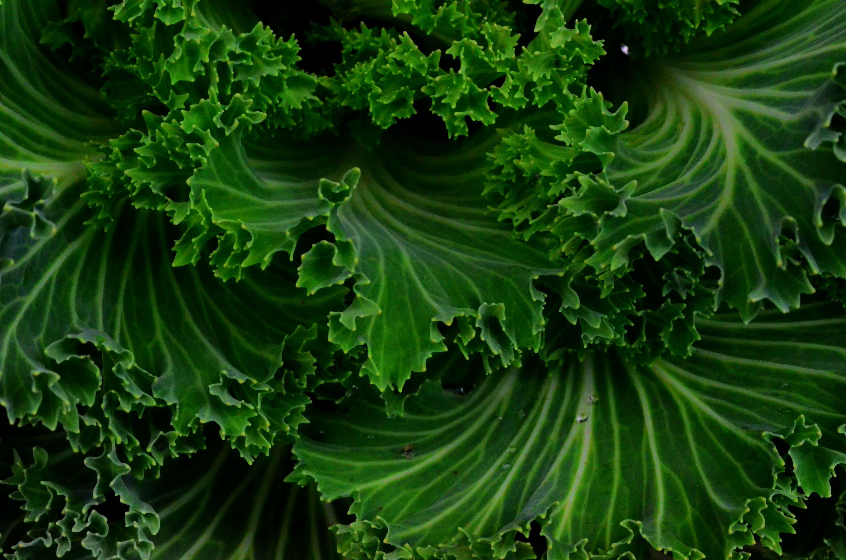 Green Leafy Veggies