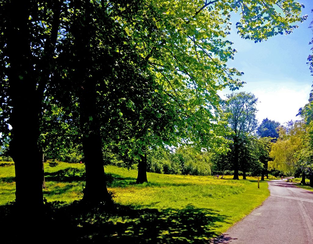 Trees In Park