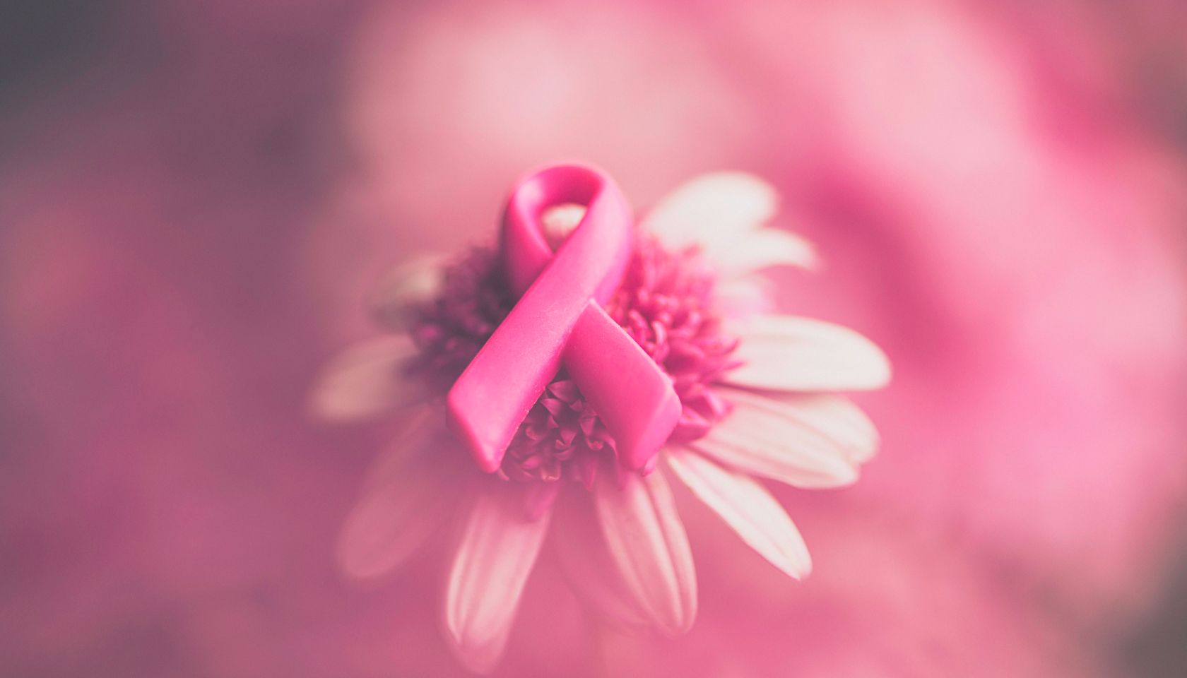 Breast Cancer Awareness ribbon on pink flowers with soft background